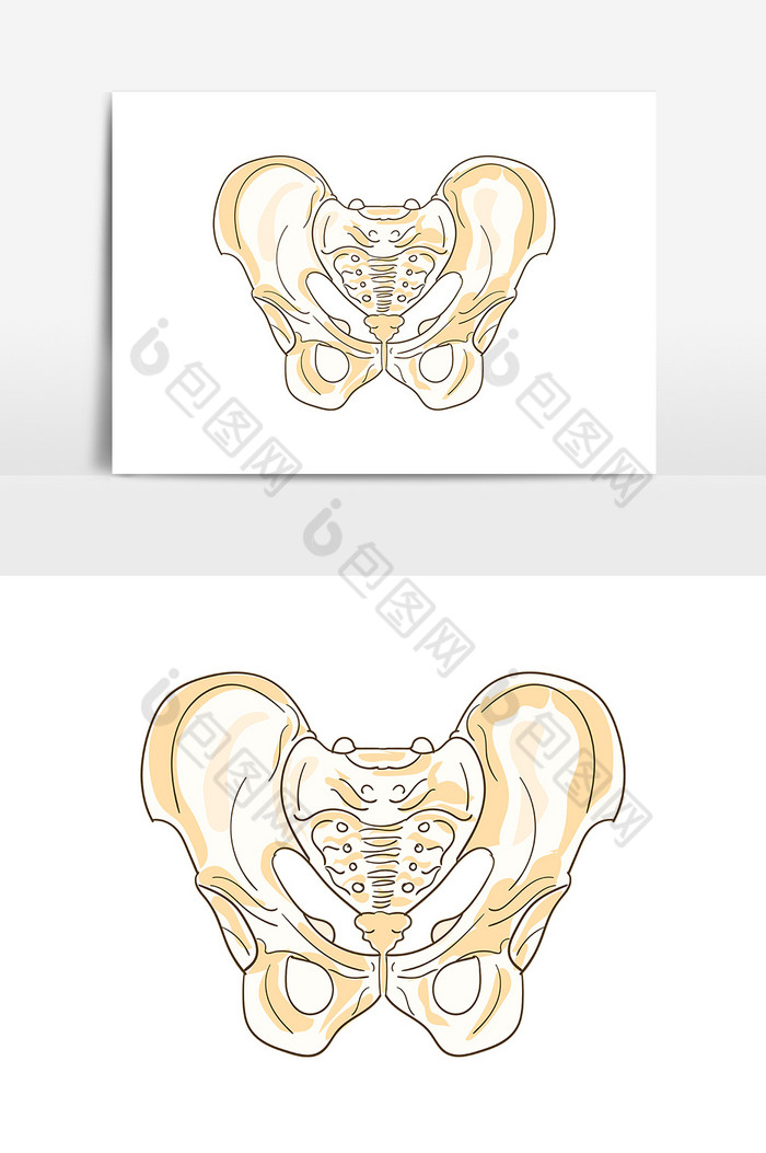 骨骼人体器官盆骨插画ai图片