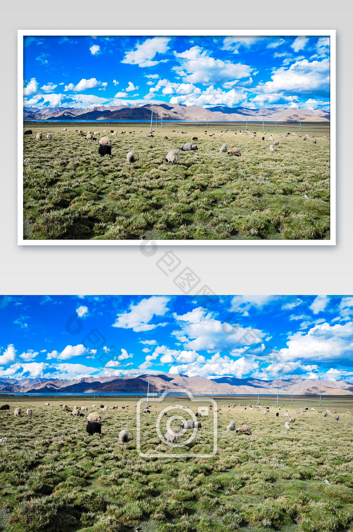 天然牧场西藏草原图片图片