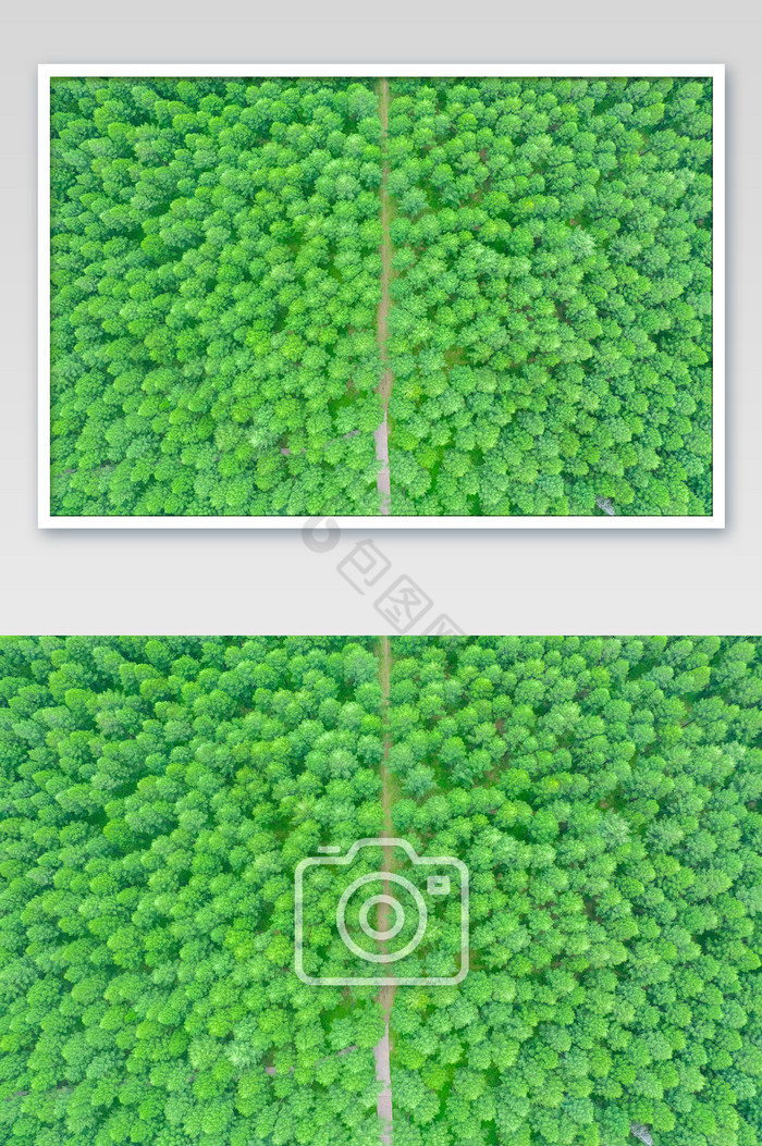 高空俯拍航拍绿色林海大气松林背景图片图片