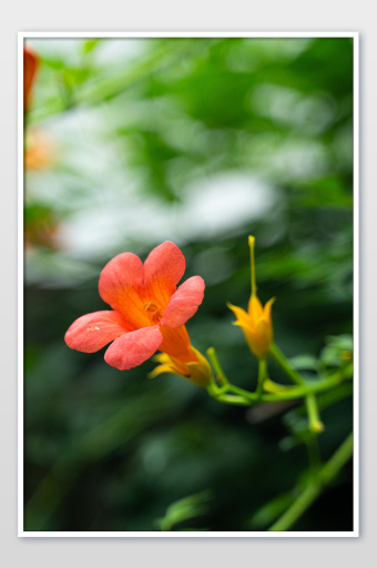黄色凌霄花花环设计元素2000*2000图片素材免费下载-编号339035-潮点视频