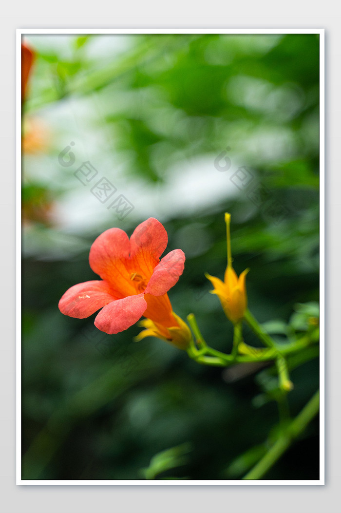 大暑花卉黄色花朵清爽凌霄花摄影图图片图片