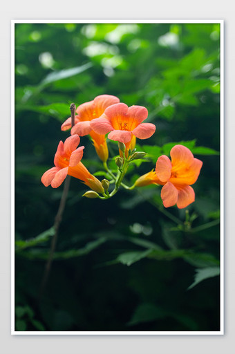 凌霄花大暑花卉黄色花朵清爽摄影图图片