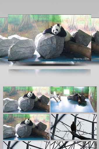 高清实拍国宝大熊猫金雕非洲斑马图片