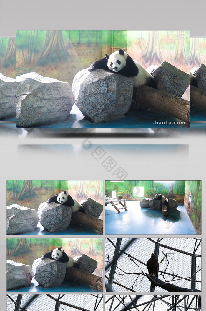 高清实拍国宝大熊猫金雕非洲斑马