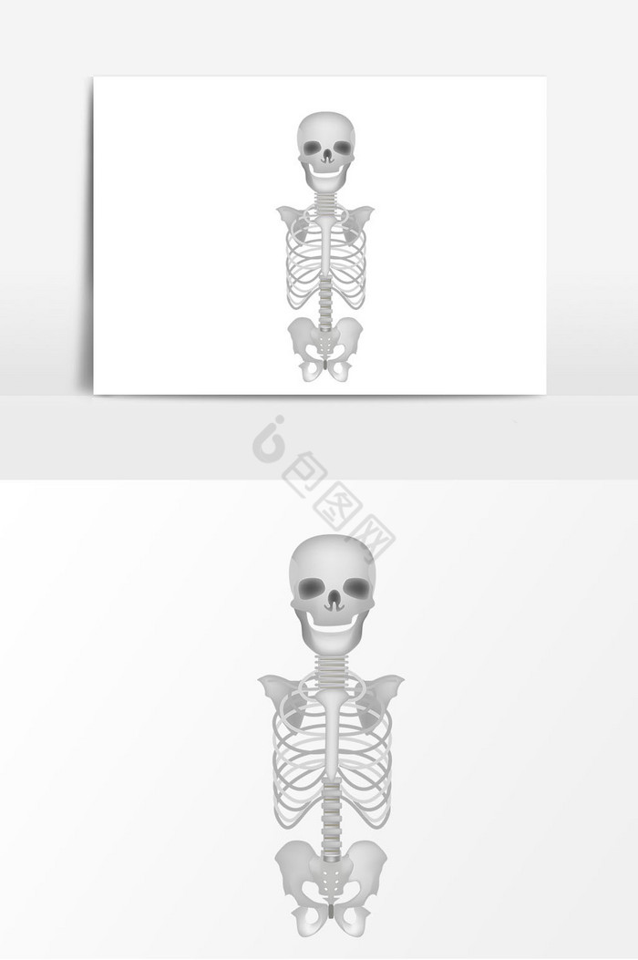 人物骨骼图片