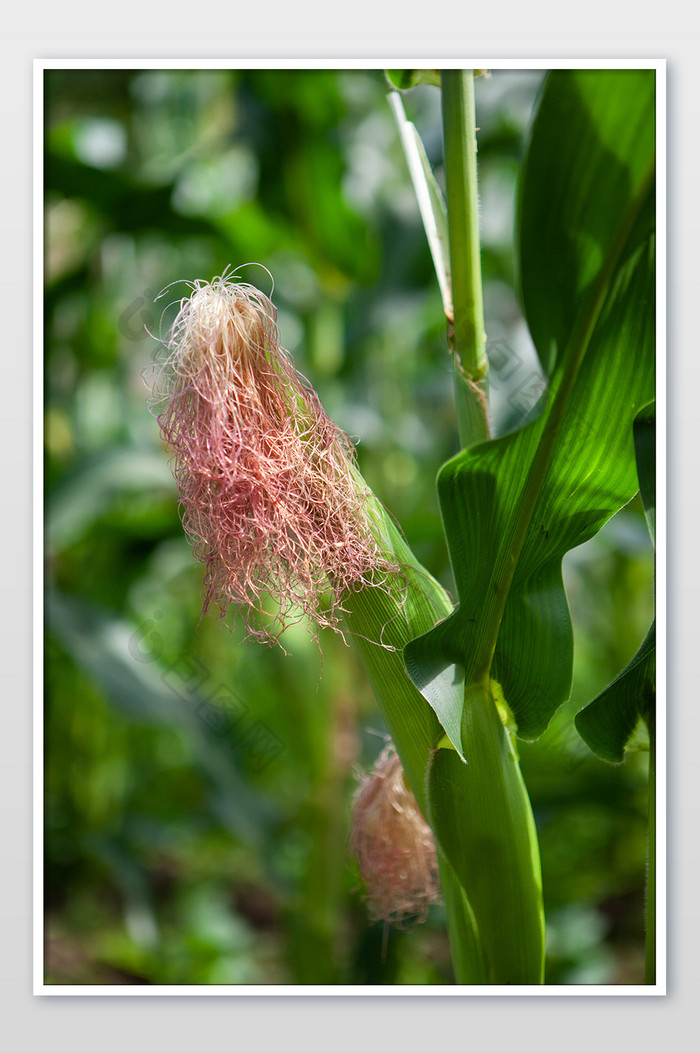 玉米农作物玉米须生产大暑绿色摄影图