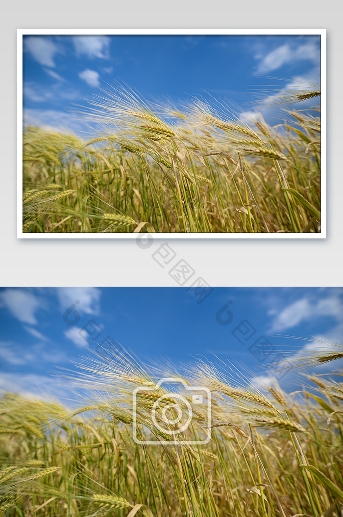 自然纯真高清小麦成熟丰收摄影图