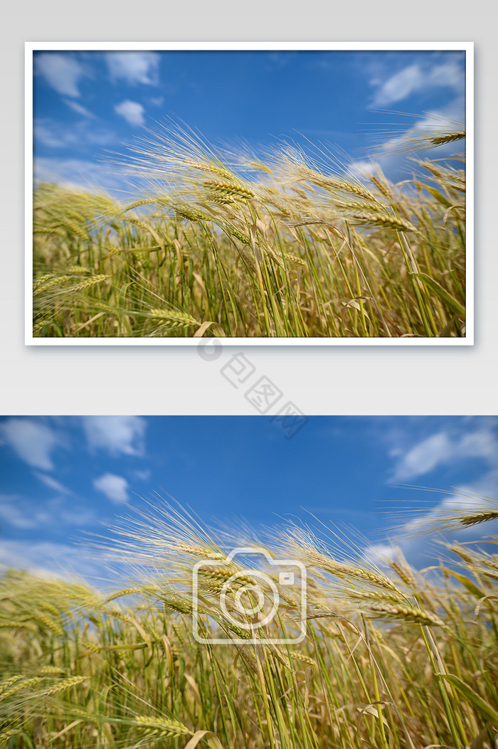 自然纯真高清小麦成熟丰收摄影图图片