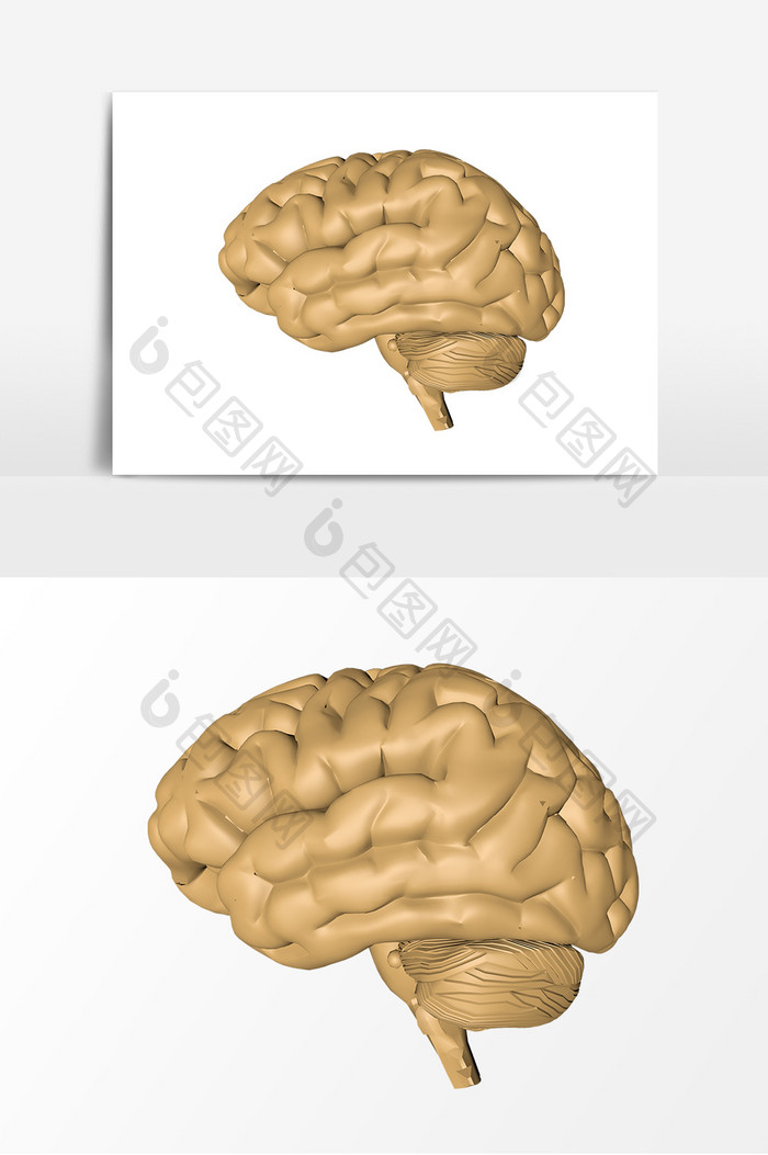 人体器官大脑模型