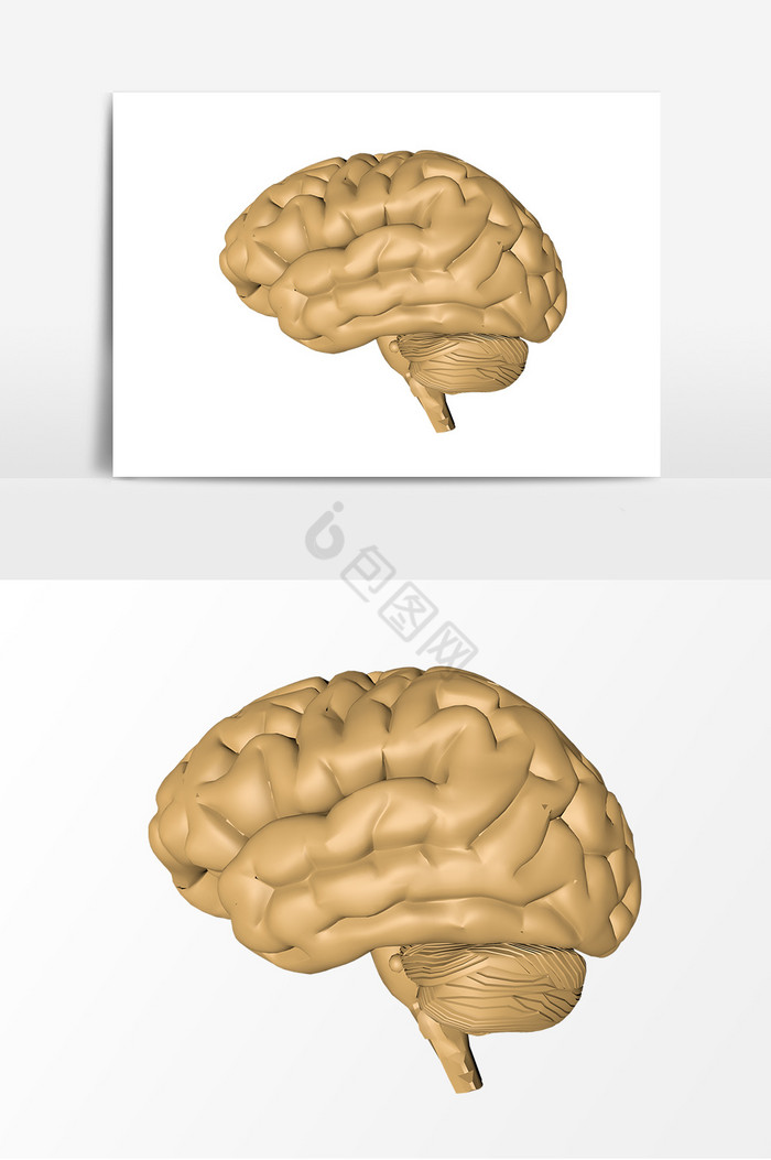 人体器官大脑模型图片