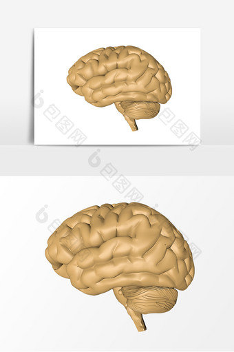 人体器官大脑模型图片