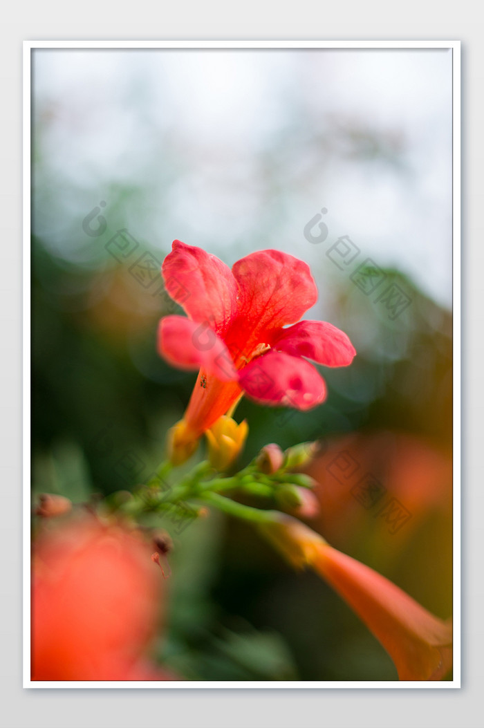 石榴花竖版植物花卉图片图片