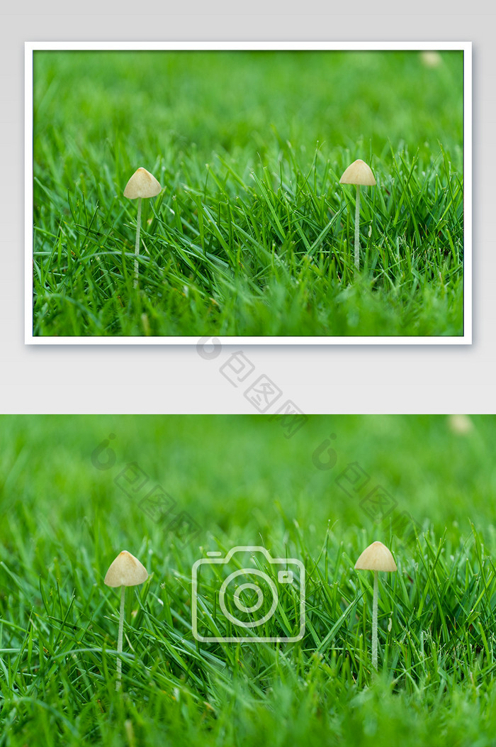 青草植物大暑夏天清爽小蘑菇背景图摄影图
