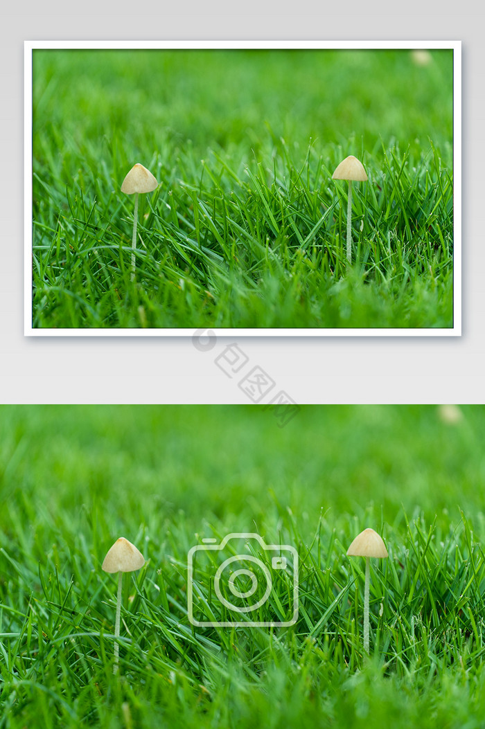 青草植物大暑夏天清爽小蘑菇背景图摄影图图片