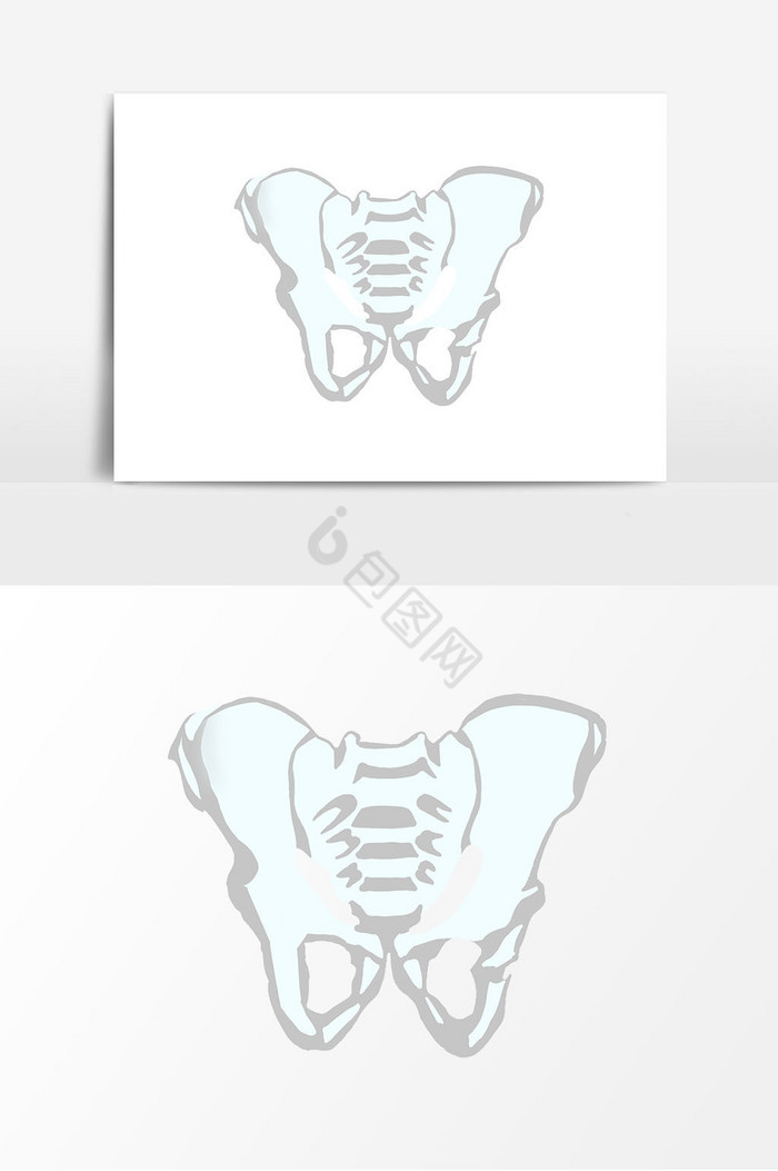 人体胯骨图片