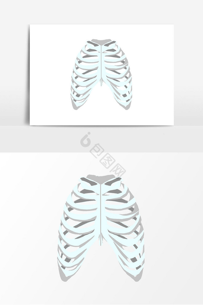 人体肋骨图片