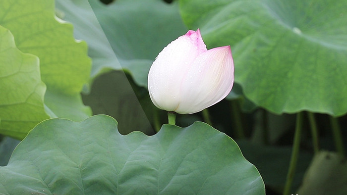 带水莲花荷花高清视频