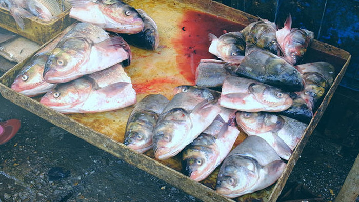 海鲜鲍鱼小龙虾淡水鱼鱼头市场买菜海货逛街