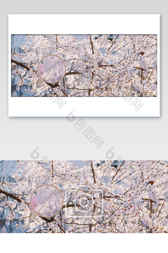粉色桃花摄影图片