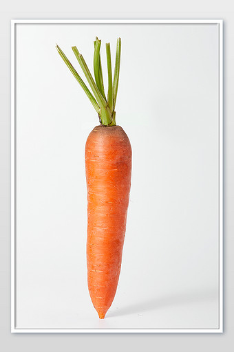 胡萝卜图片大全下载-包图网