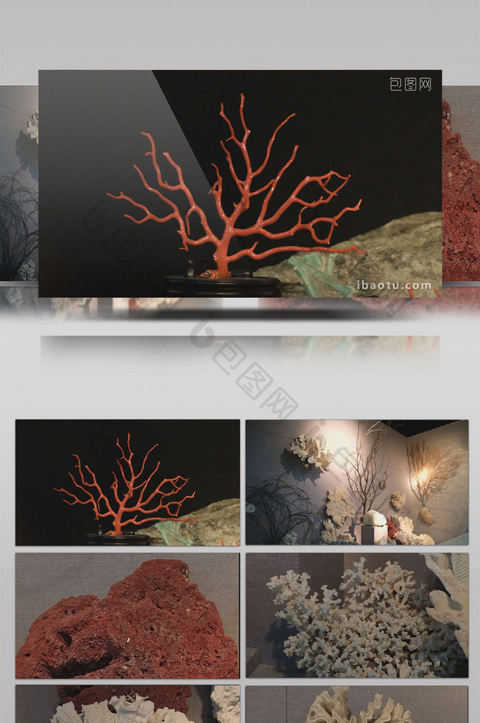 珊瑚红珊瑚白珊瑚灰珊瑚奢侈品保护环境自然