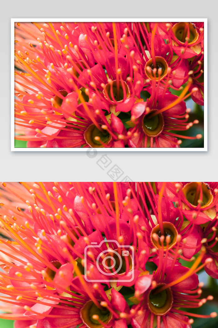 热带鲜花摄影图片