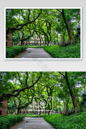 优美环境校园环境绿树成荫跑道摄影图图片