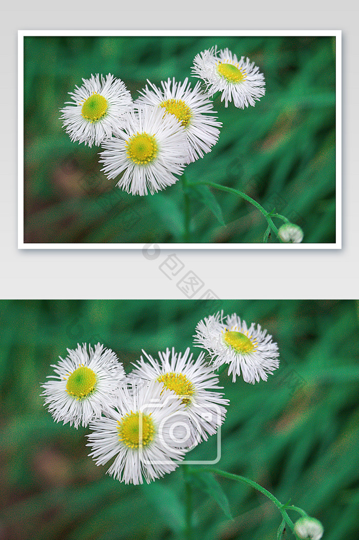 白色小野花摄影图