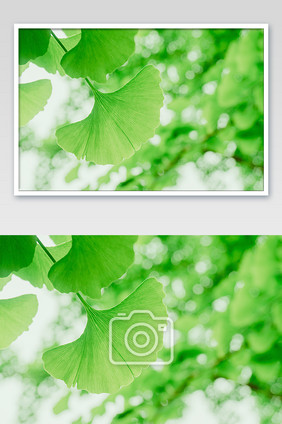 逆光清新绿色银杏树叶摄影图