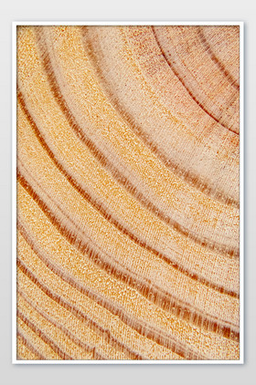 淡绿色中国风年轮ppt模板现代风创意树轮年轮ppt模板岁月年轮重阳节