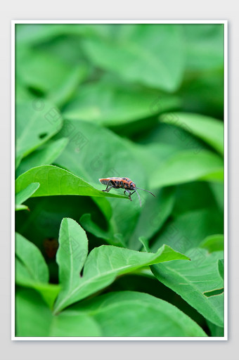 绿色自然昆虫蝽象高清摄影图图片