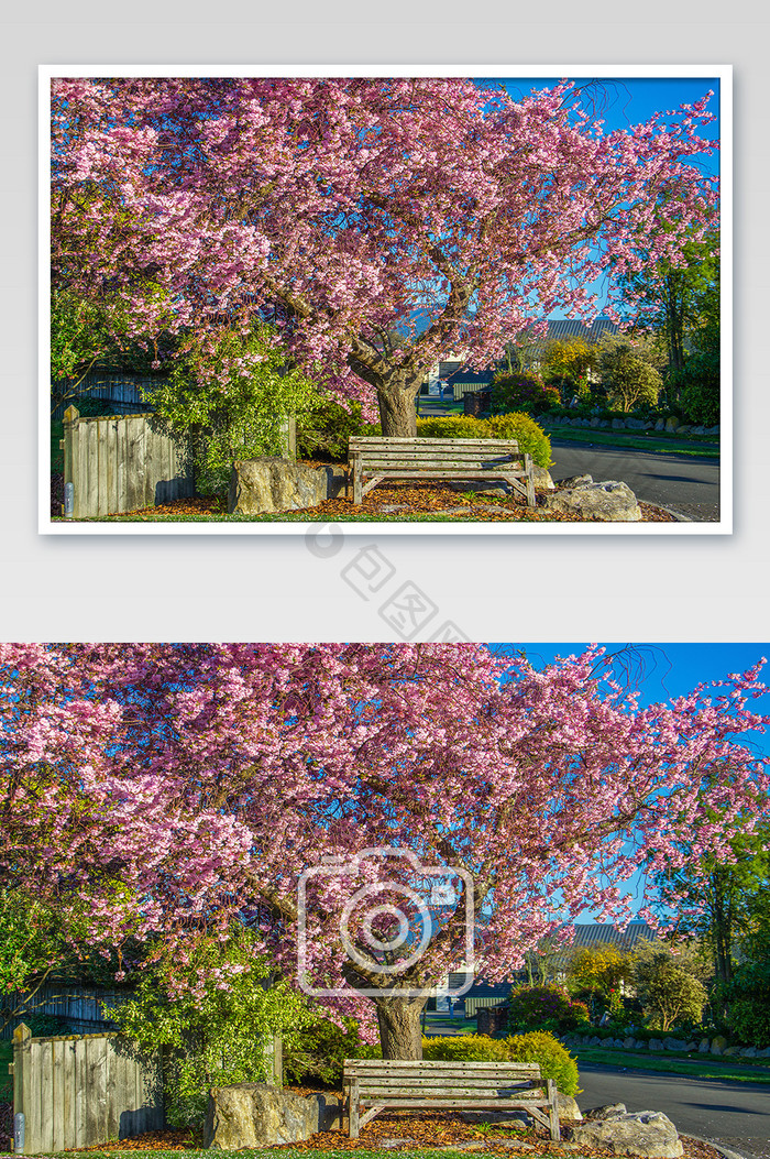 新西兰莫图伊卡小镇的樱花自然风光摄影图片