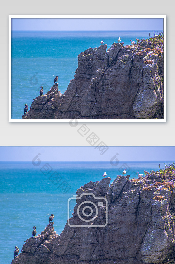 新西兰普纳凯基海滩岩石上的鸟儿风光摄影图