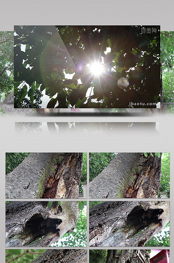 实拍古树的树干视频图片