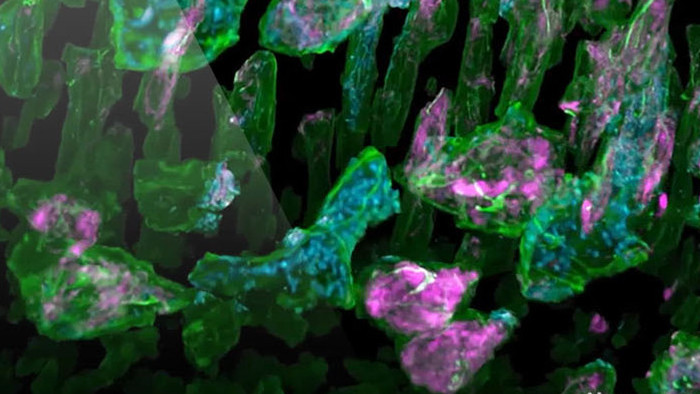 细胞病毒细菌医疗科技科学医学微观