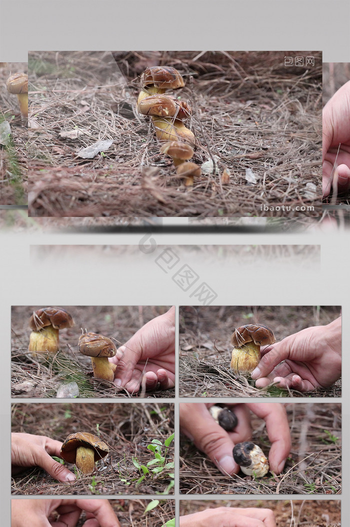 采摘野生蘑菇高清视频