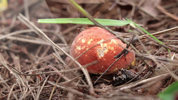 红白野生菌子视频