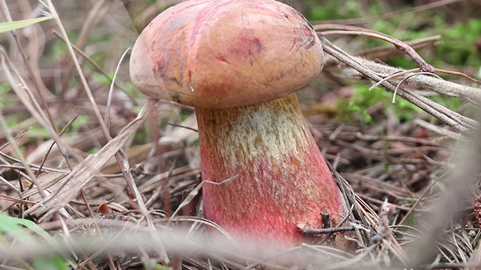 红色白色野生菌子视频