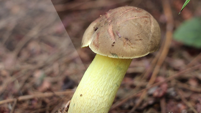 野生牛肝菌视频素材