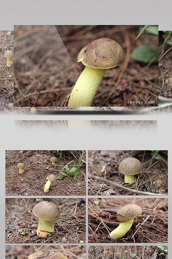 野生牛肝菌视频素材图片