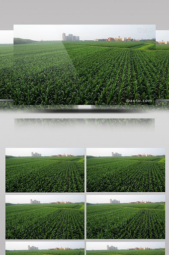农业农作物航拍玉米苗实拍视频图片