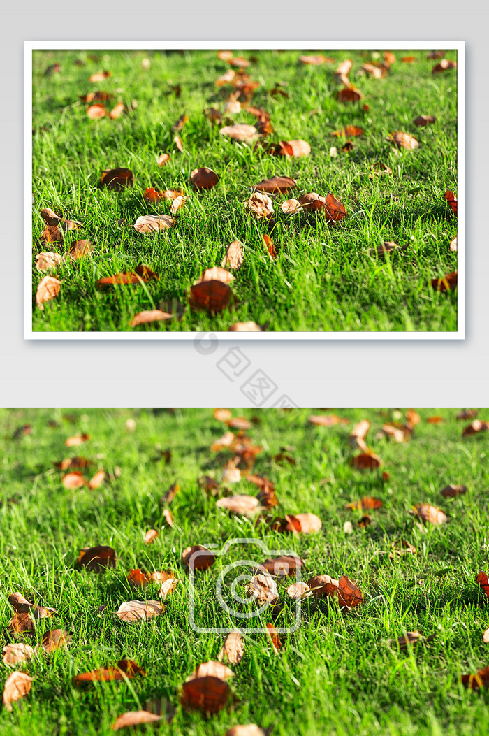 绿色草地上落叶黄叶背景图片
