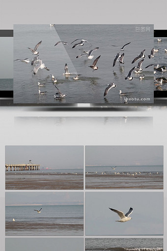 烟台经济技术开发区金沙滩公园的海鸥图片