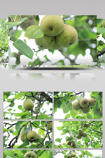 视频挂满树上的香酥梨图片