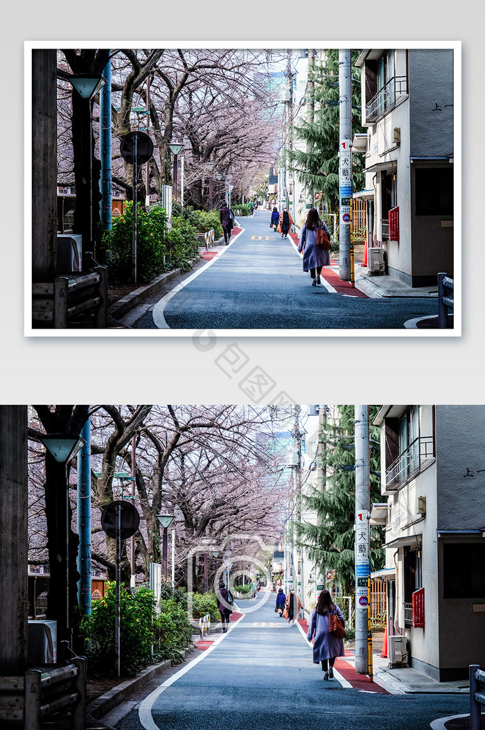 日本日系东京樱花街道摄影图片
