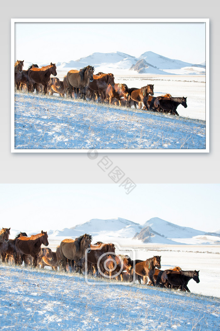 北方雪原马群雪地静止图图片