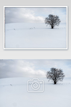 北海道雪原独木摄影图片