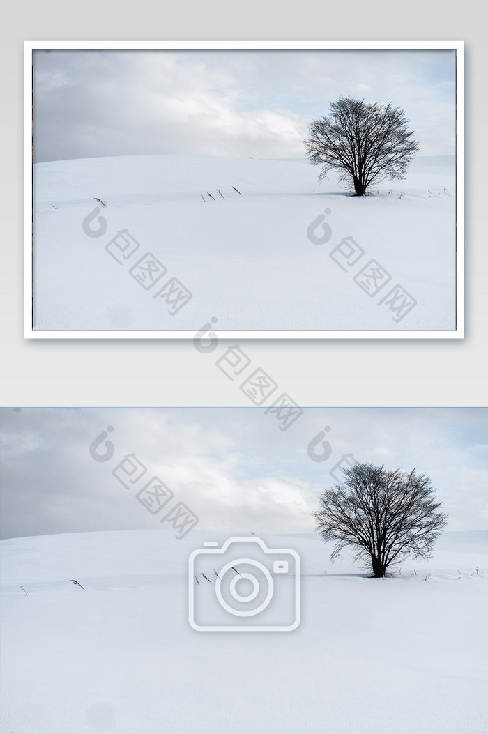 北海道雪原独木摄影图片