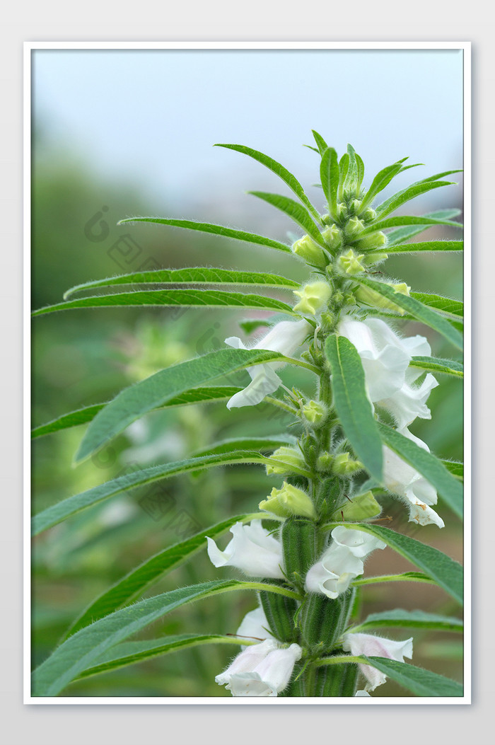 节节高芝麻花田园绿植景观