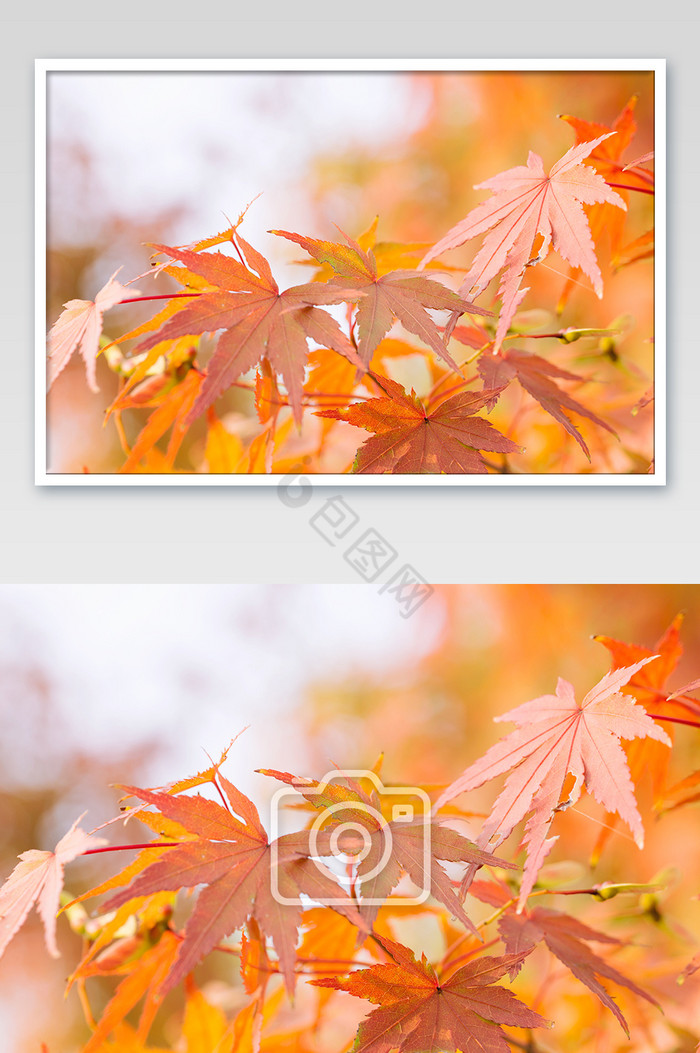 秋叶立秋鸡爪槭图片